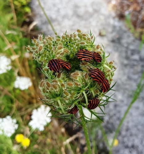 Graphosoma italicum italicum